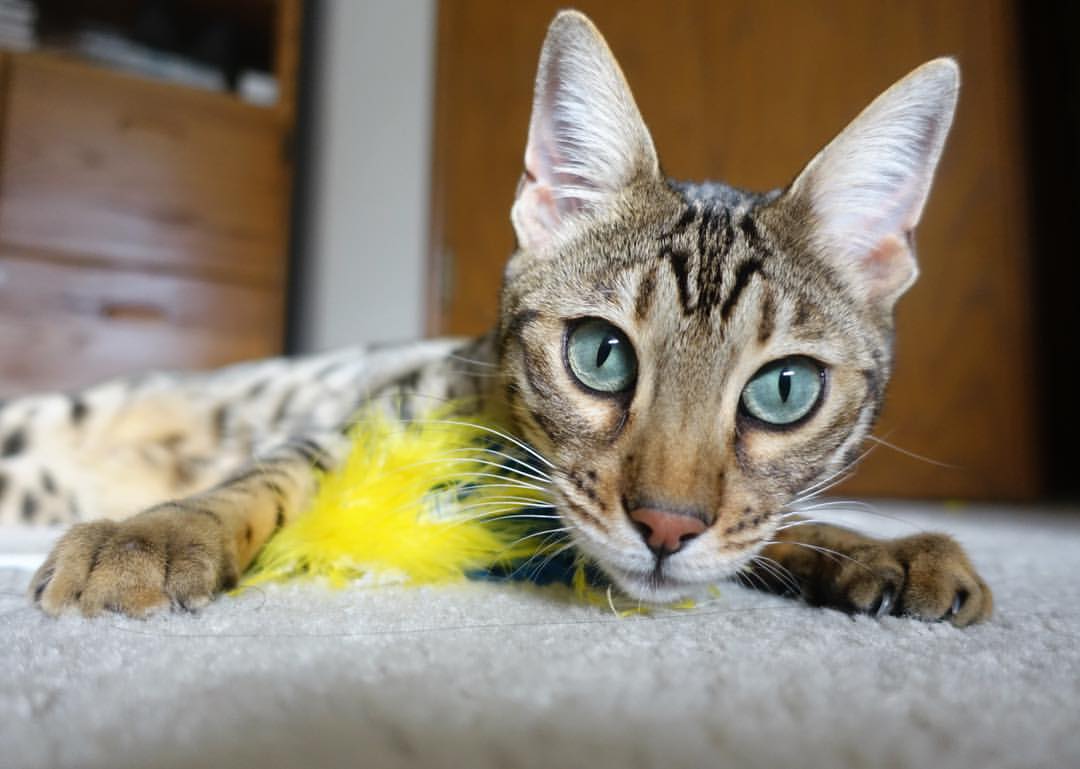 _社区激战：居民参与的邻里网球比赛_，社区网格邻里活动