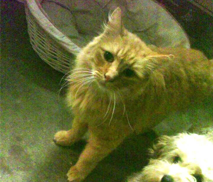 _社区激战:居民参与的邻里网球比赛_,社区网格邻里活动