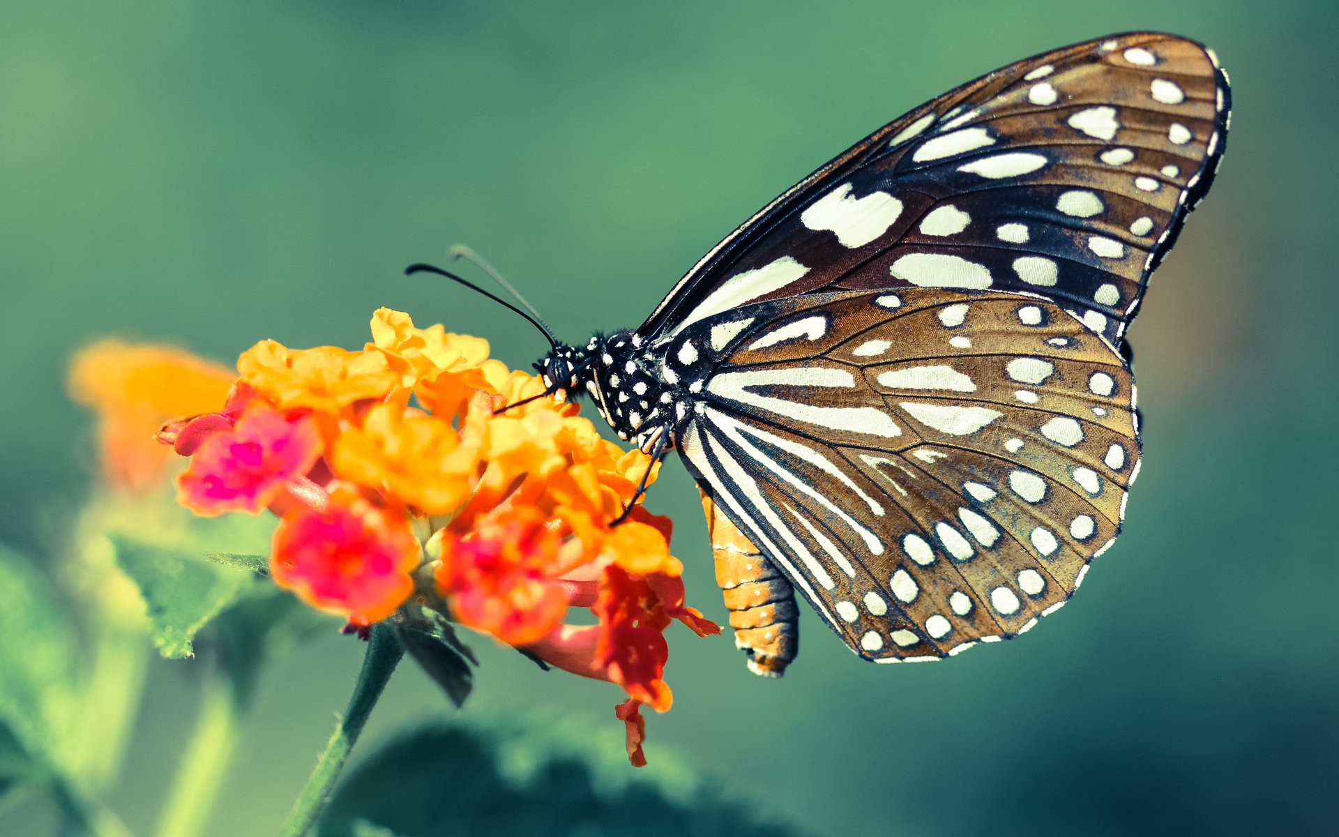 “逆境突破！ - 车手在极端环境下的生死较量”，车手jason