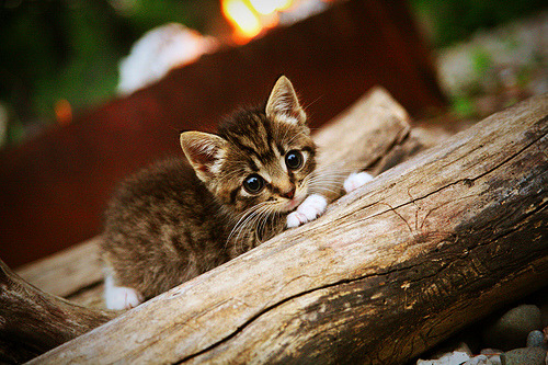 “青训教练员培训班在成都成功举办”,青训师认证训练营