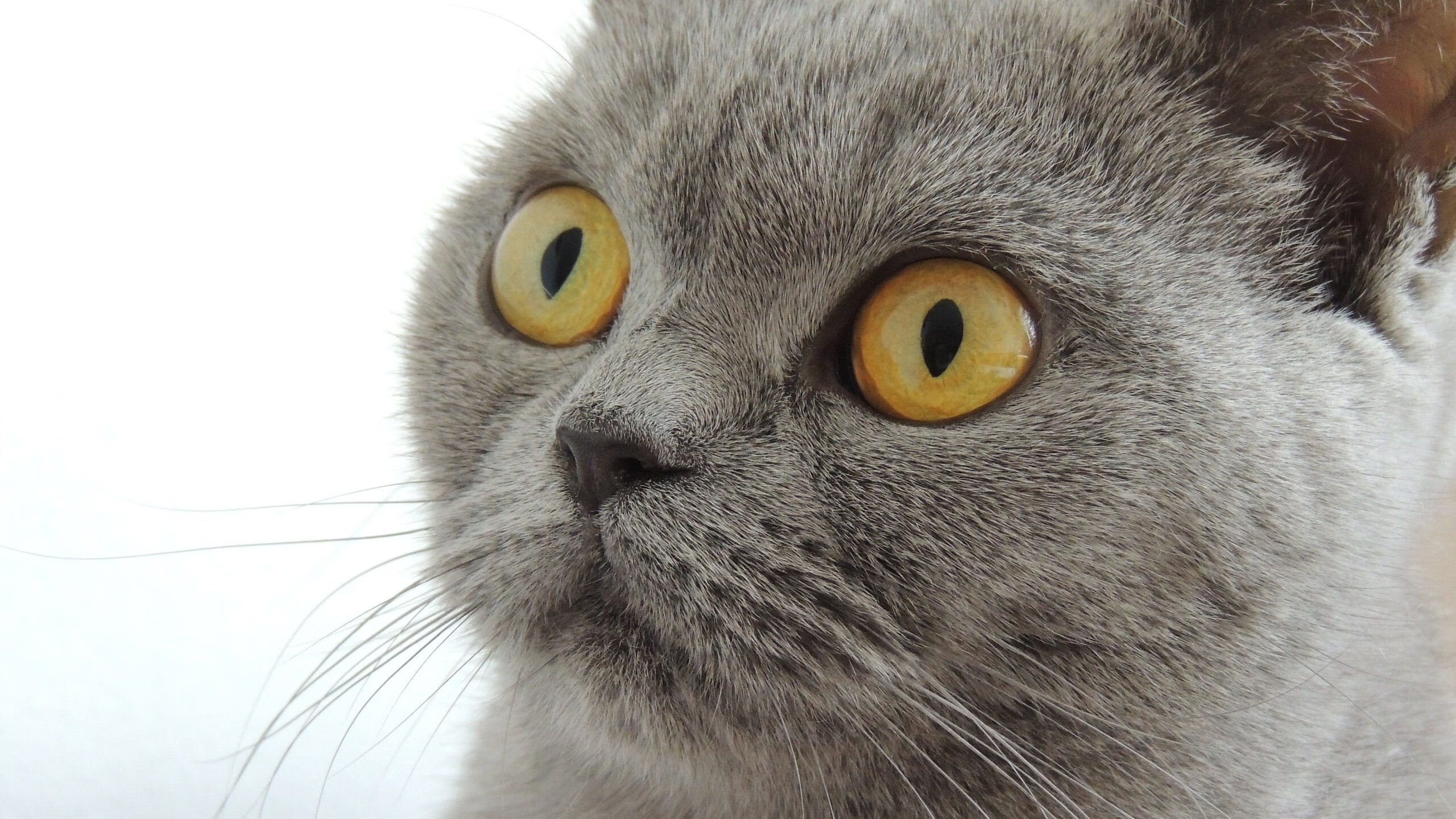 《探索未来:电竞产业的虚拟现实科技应用》,未来电竞市场前景巨大