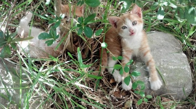 国际越野跑挑战赛，穿越荒野考验体能，国际越野赛规则